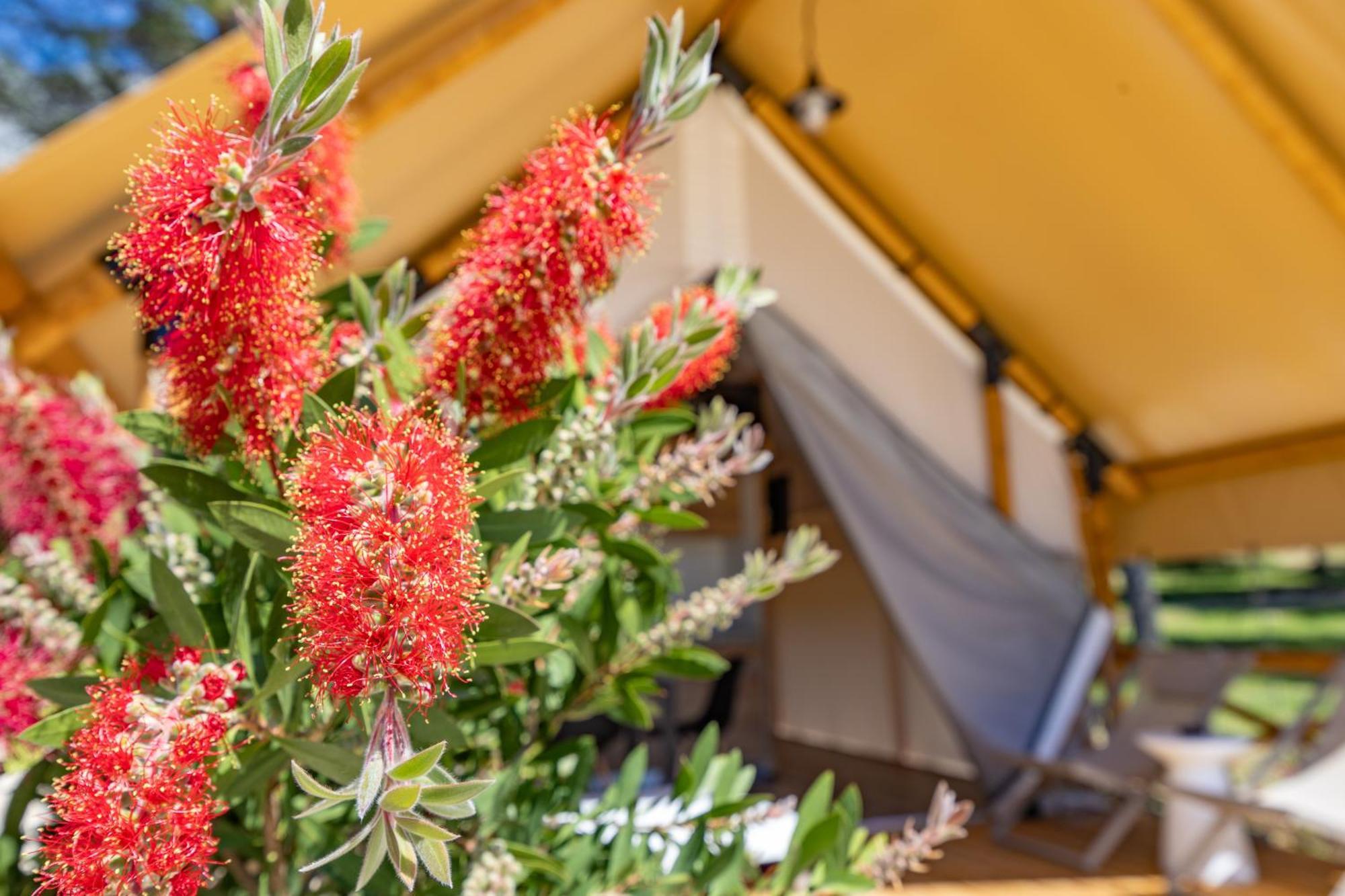 Camp Dole Zivogosce - Mobile Home And Glamping Tent 外观 照片